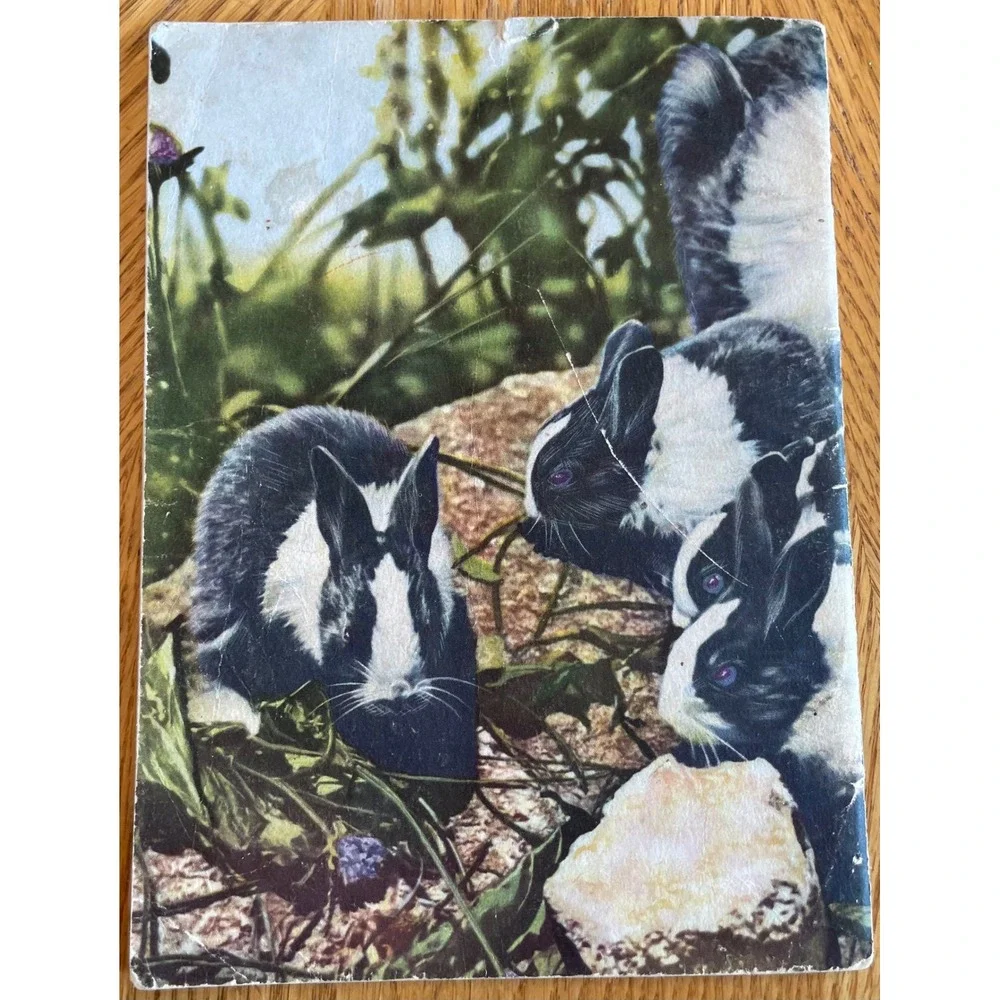 Row‎ Peterson Animals and Their Young Primary Book 1951 Multicolor Good Vintage